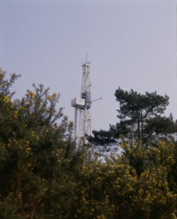 Rig with Gorse Flowers